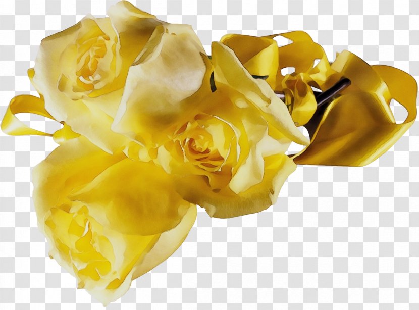 Garden Roses - Cuisine Austrian Briar Transparent PNG