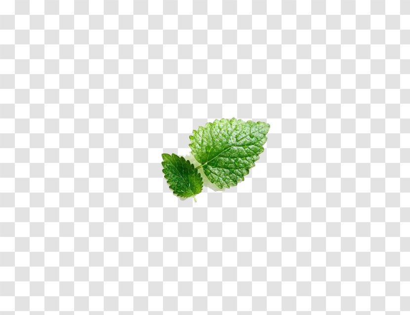 Mentha Spicata Leaf Euclidean Vector - Vecteur - Mint Transparent PNG