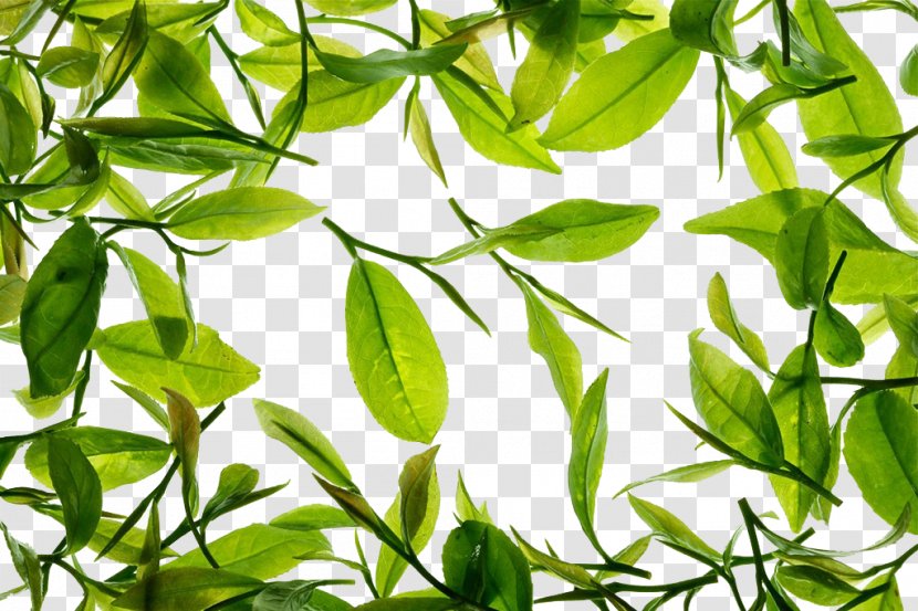 Green Tea Tieguanyin - Plant - Free To Pull The Material Transparent PNG