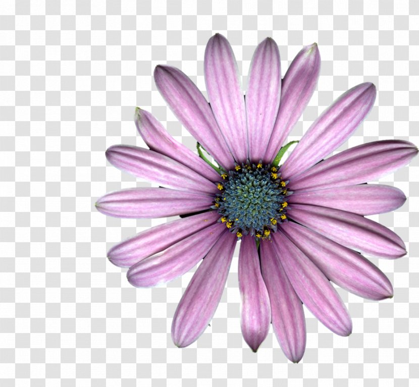 Chrysanthemum Marguerite Daisy Transvaal Family Oxeye - Gerbera - Purple Petal Transparent PNG
