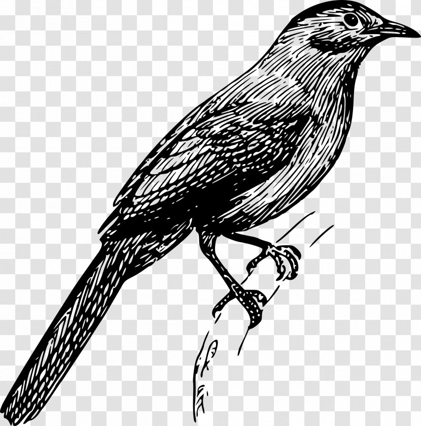 American Crow Finch Bird Sparrows Common Nightingale - Black And White Transparent PNG