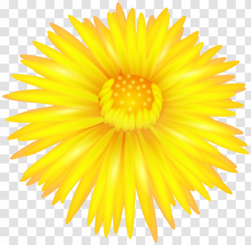 Southern Hemisphere Northern Autumn Season September Equinox - Chrysanths - Yellow Flower Transparent Clip Art Transparent PNG