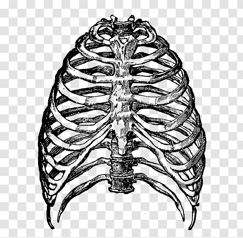 Rib Cage Human Skeleton Clip Art - Cartoon - Transparent Images Transparent PNG