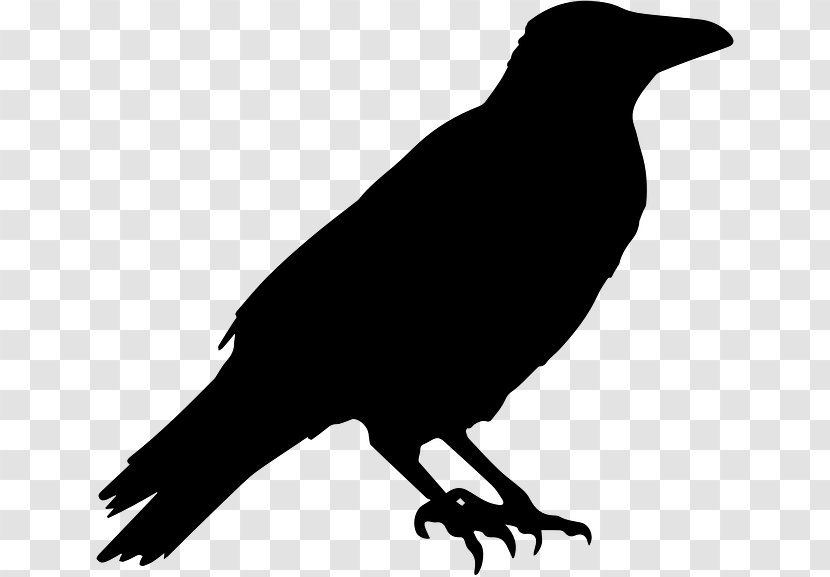 Crow Common Raven Halloween Clip Art - Fauna - Feather Transparent PNG