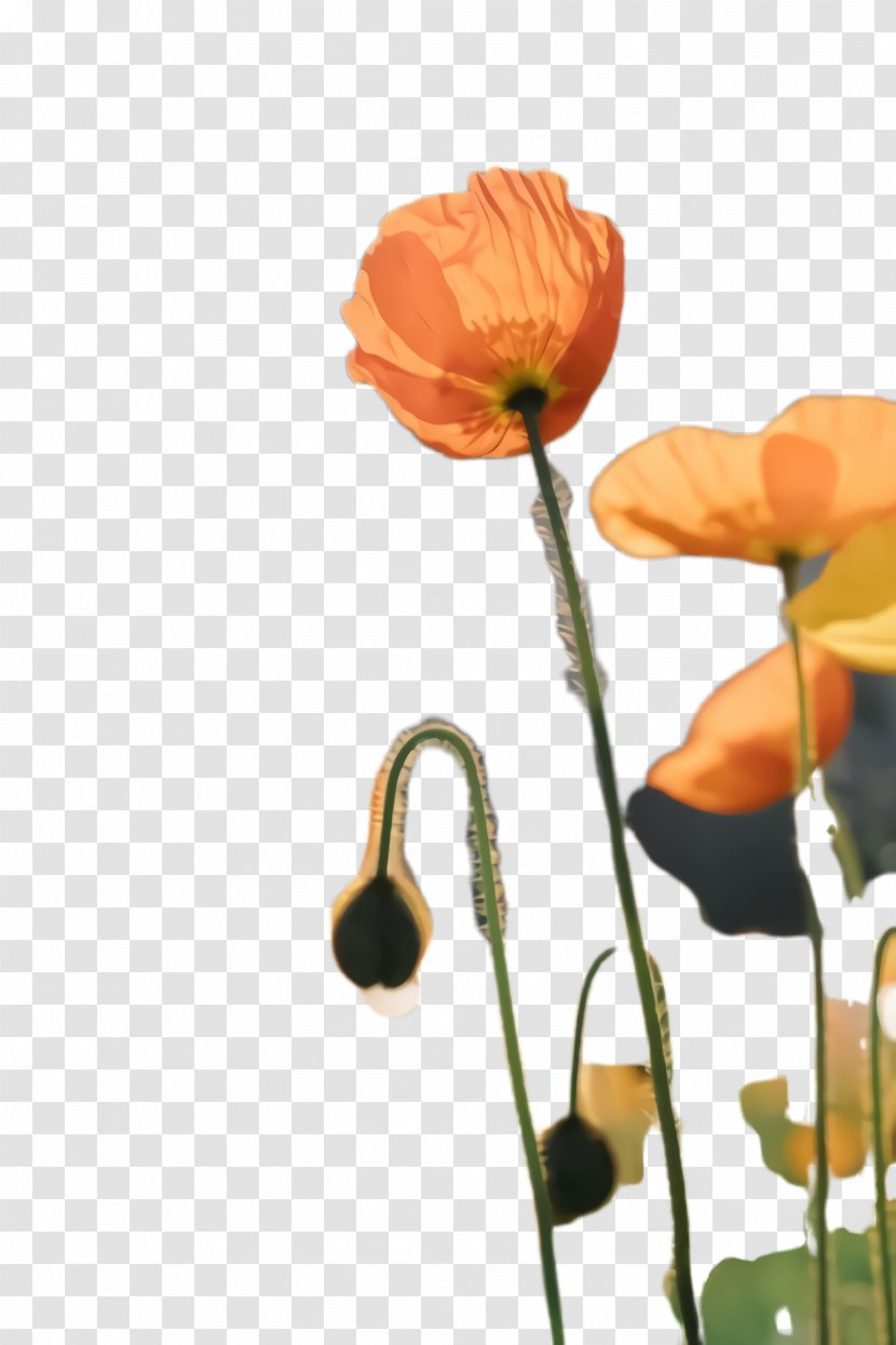 Flowers Background - Spring Framework - Cut Wildflower Transparent PNG
