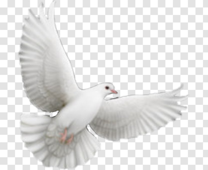 Photo Sculpture Image Photograph Drawing - Seabird - Dove Vector Transparent PNG