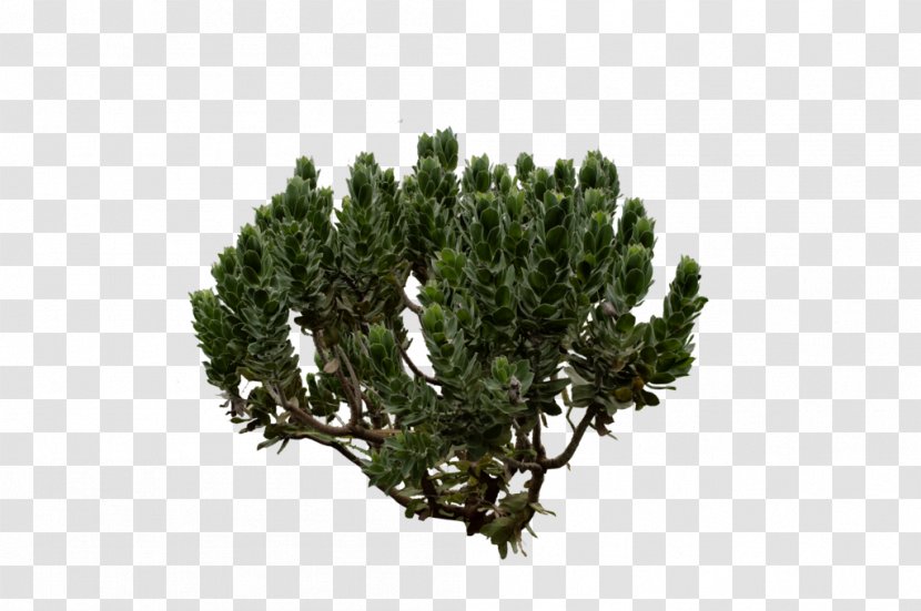 Shrub Pine Tree Fir Evergreen - Green Bush Transparent PNG