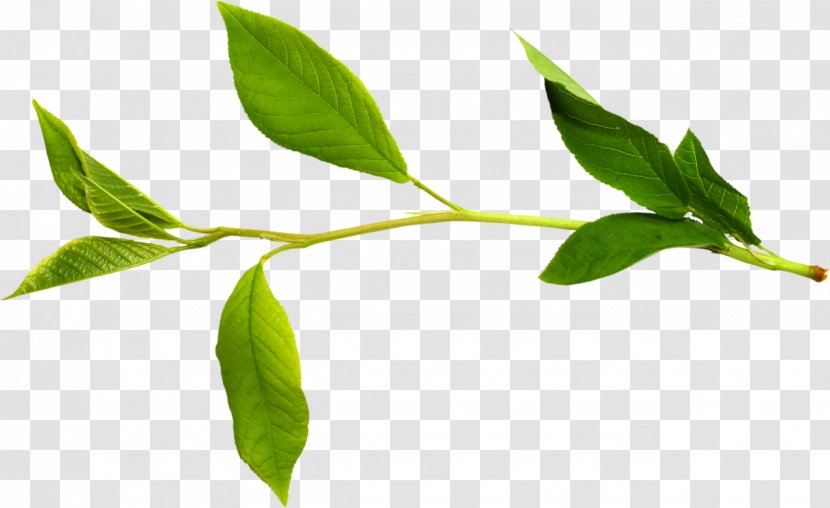 Twig Clip Art Branch Leaf - Green Transparent PNG