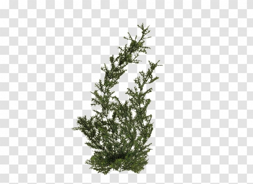 Plant Tree - Plants Hd Transparent PNG