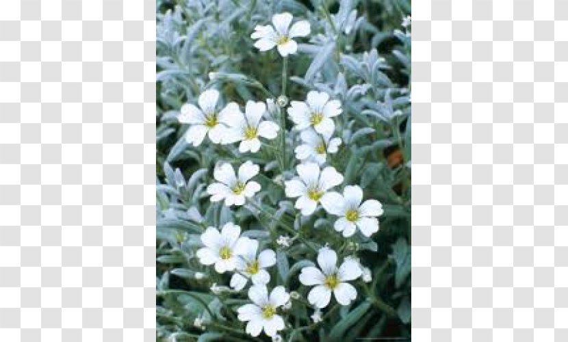 Flower Snow-in-summer Groundcover Perennial Plant Ceratostigma - Flowering Transparent PNG