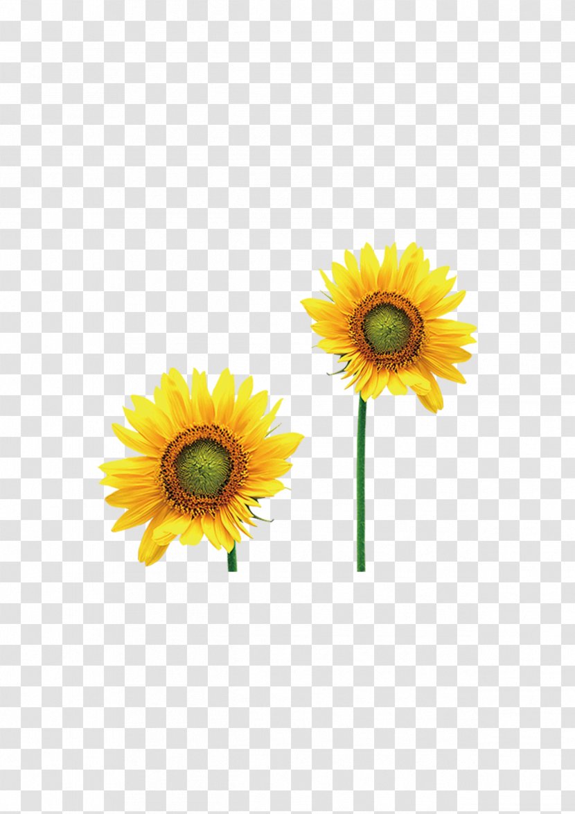 Common Sunflower Intellectual Disability Photography - Autism Transparent PNG