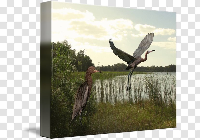 Great Blue Heron Beak Gallery Wrap Bird - Art - Egret Poster Design Transparent PNG