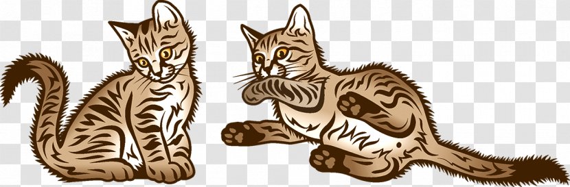 Kitten Tabby Cat Wildcat Whiskers - Like Mammal Transparent PNG