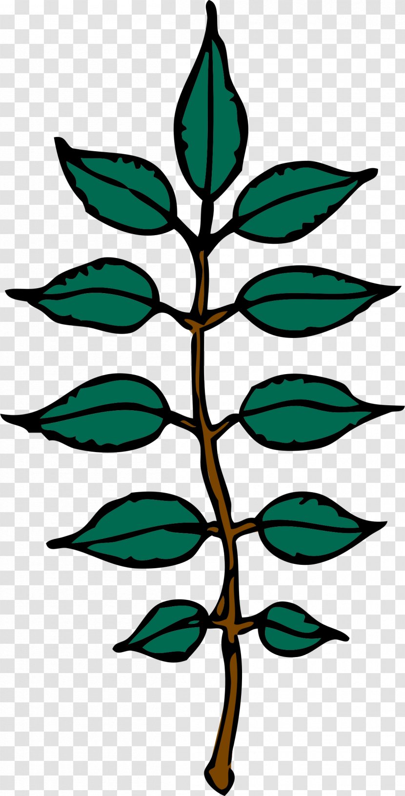 Ash Ketchum Clip Art - Symmetry - Mint Leaves Transparent PNG