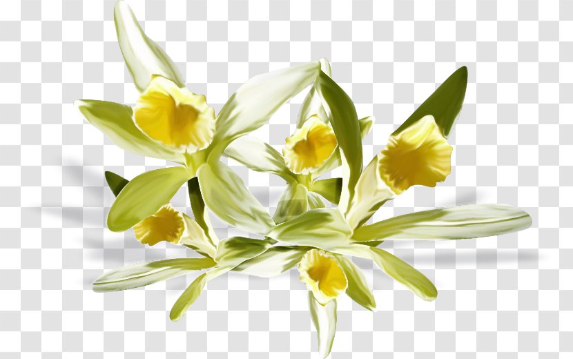 Flower Flowering Plant Yellow Petal - Wildflower Gagea Transparent PNG
