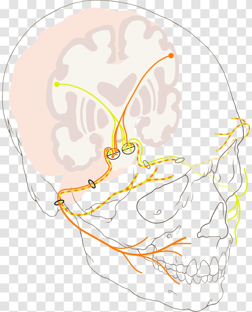 Cranial Nerves Facial Nerve Trigeminal Upper Motor Neuron - Silhouette - Frame Transparent PNG