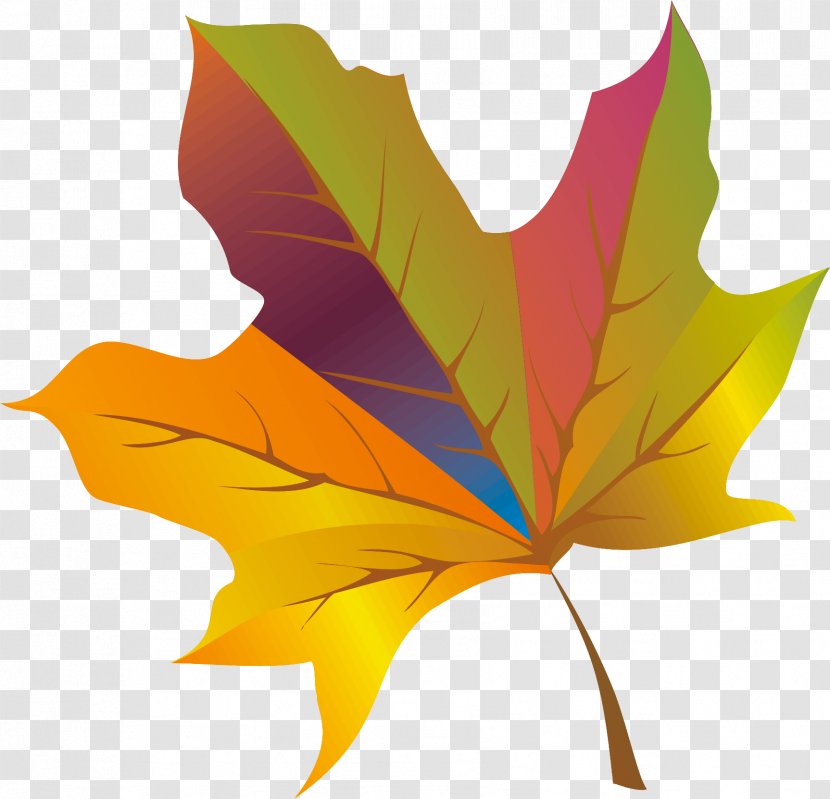 Maple Leaf Tree Petal Transparent PNG
