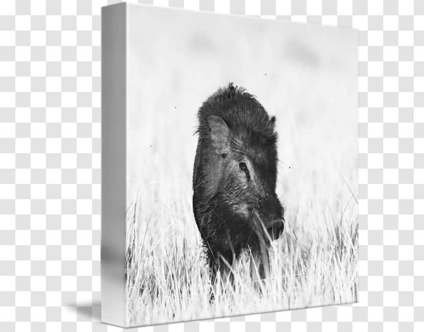 Wild Boar Peccary Bison Cattle Black And White - Stock Photography Transparent PNG