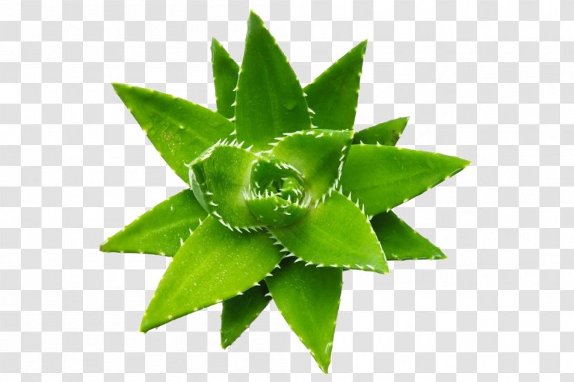 Aloe Vera Succulent Plant Emodin Seed - Pattern Transparent PNG