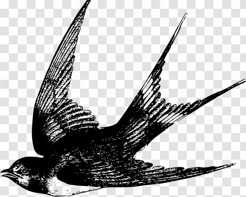 Bird Swallow Flight Sparrow Clip Art - Feather - Illustrations Transparent PNG