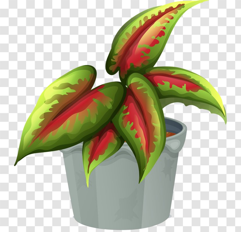 Leaf Ornamental Plant Flowerpot Transparent PNG