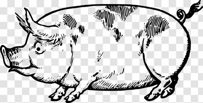 Pig Drawing Made Easy: A Helpful Book For Young Artists; The Way To Begin And Finish Your Sketches Clearly Shown Step By Line Art Clip - Wildlife - Creative Lace Transparent PNG