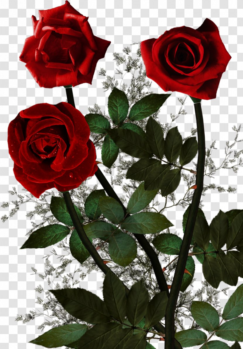 Garden Roses Psalms God Cabbage Rose Floribunda Transparent PNG