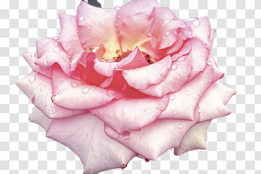 Garden Roses - Rose Family - Floribunda Plant Transparent PNG
