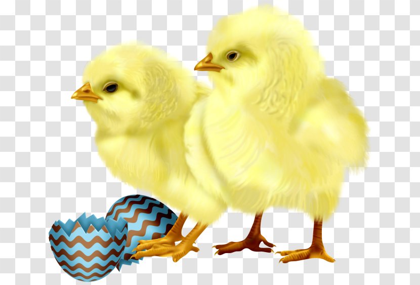 Little Yellow Chicken Cuteness - Poultry - Cute Chick Transparent PNG