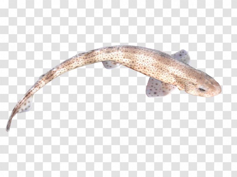 Small-spotted Catshark Fish Buridda Seafood - Image Transparent PNG