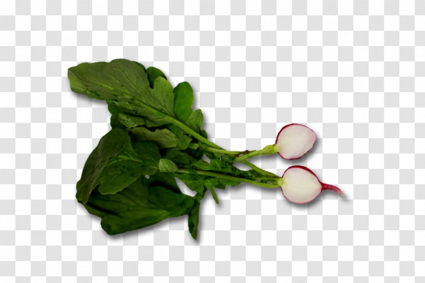 Food Leaf Vegetable With 6 Squares Chard - Herb - Radish Transparent PNG