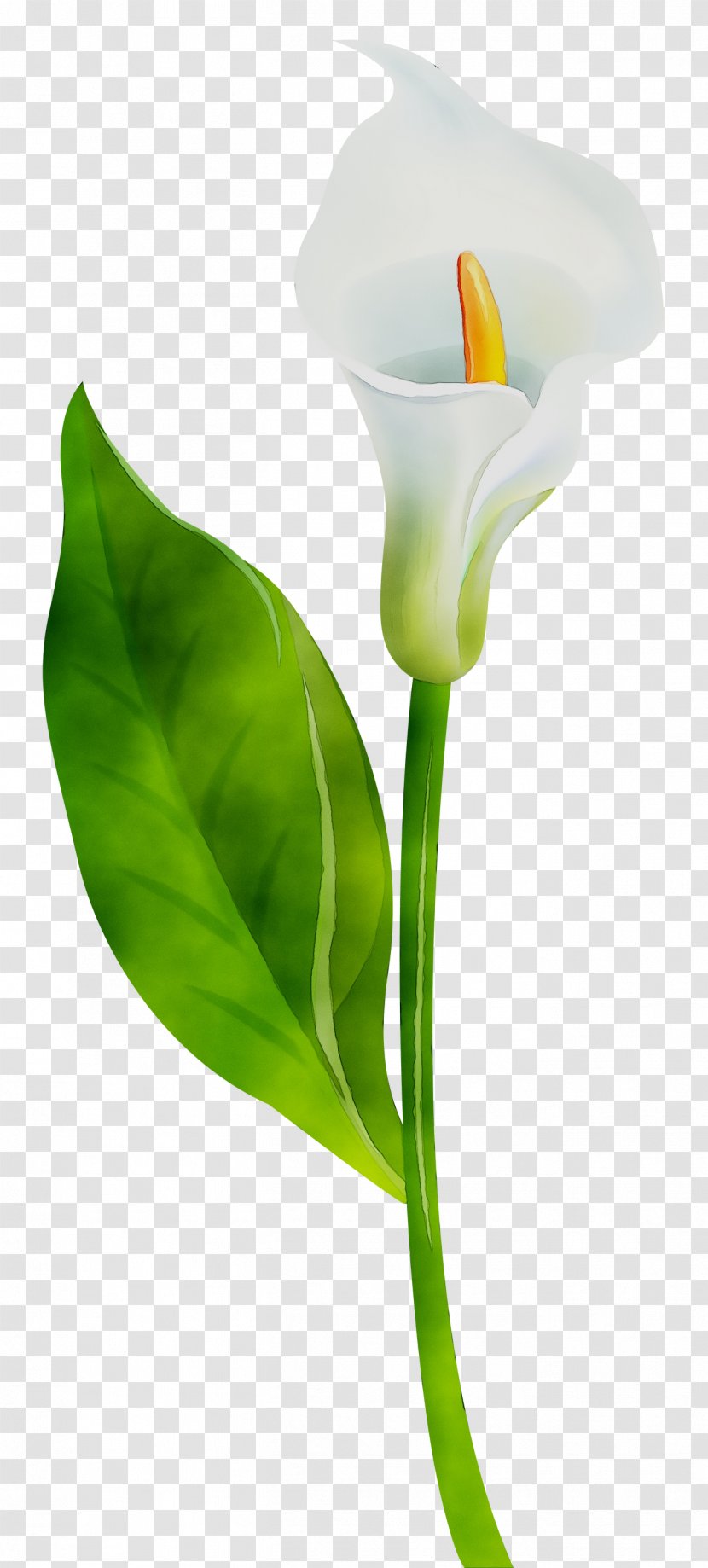 Arum Lilies Plant Stem Cut Flowers Leaf Product Design - Tulip - Anthurium Transparent PNG
