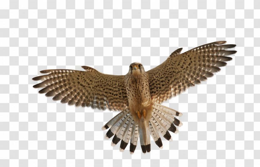 Bird Flight Falcon Transparent PNG