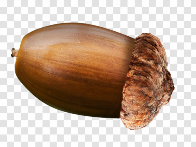 English Oak Acorn Nut Transparent PNG