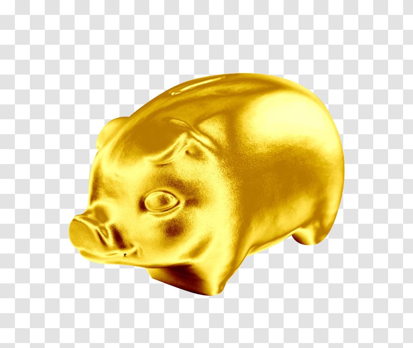Domestic Pig Fabao Feedstuff Gold Coin - Snout - Golden Transparent PNG