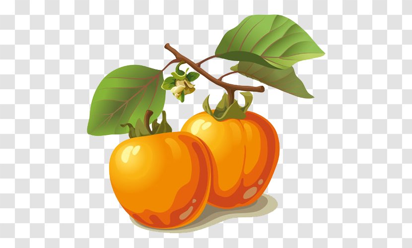 Persimmon Euclidean Vector Fruit Frutti Di Bosco Transparent PNG