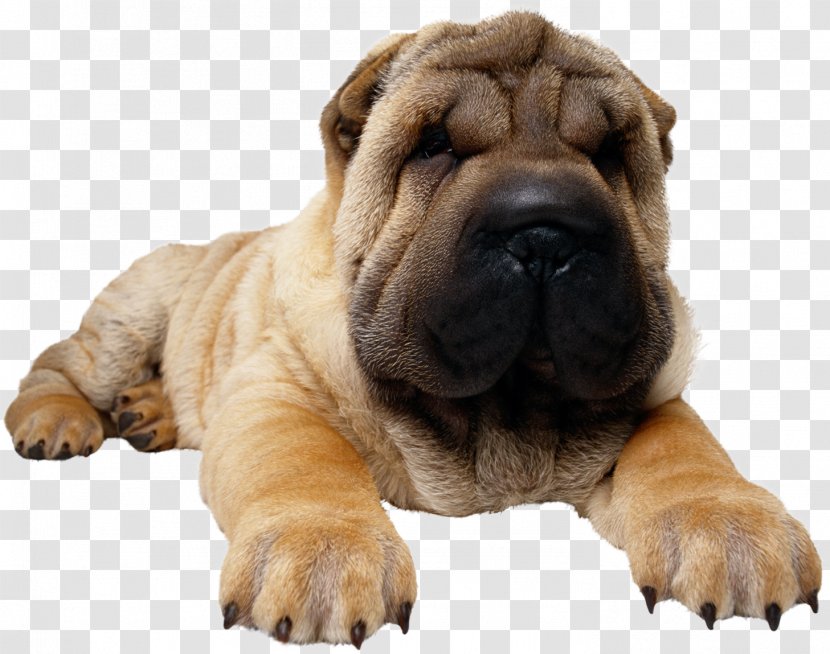 Shar Pei Pug Chow Bulldog Purebred Dog - Puppy - Dogs Transparent PNG
