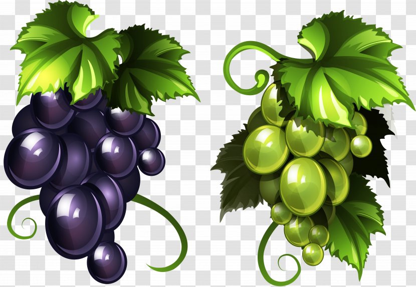 Common Grape Vine Wine Sultana Raisin - Vitis - Dates Fruit Banner Transparent PNG