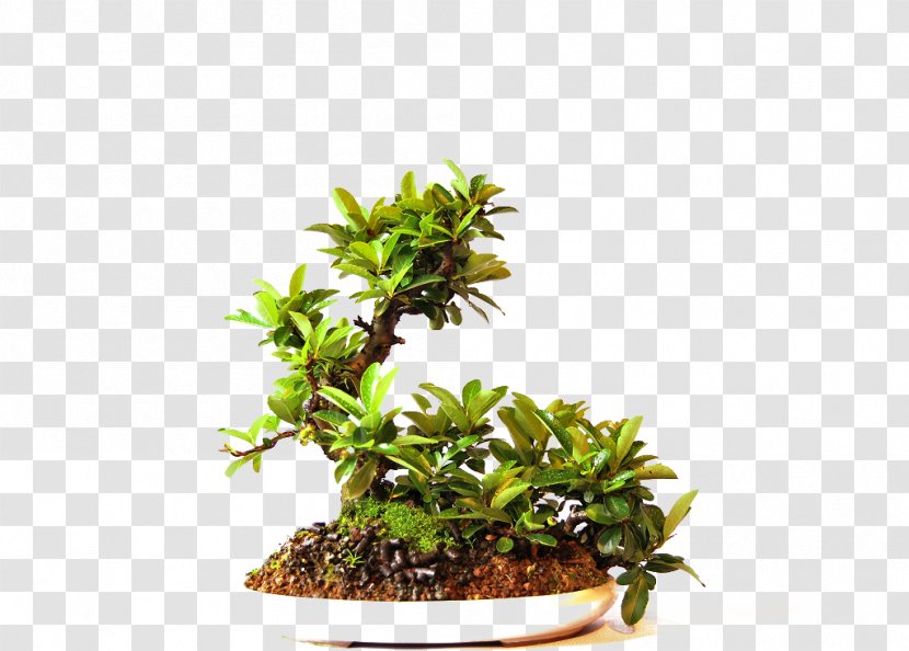 Bonsai Tree Online Shopping Flowerpot Cantabria - Maple - Garden Transparent PNG