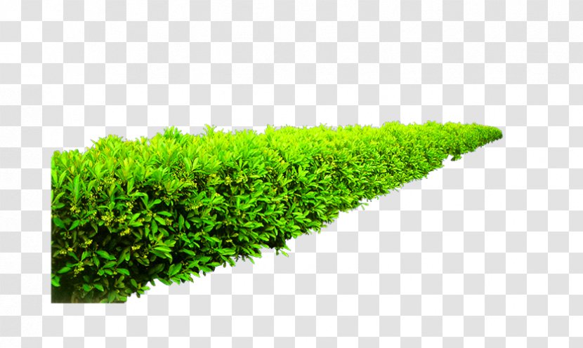 Shrub Garden Plant Height - Vine - Green And Fresh Grass Decoration Pattern Transparent PNG