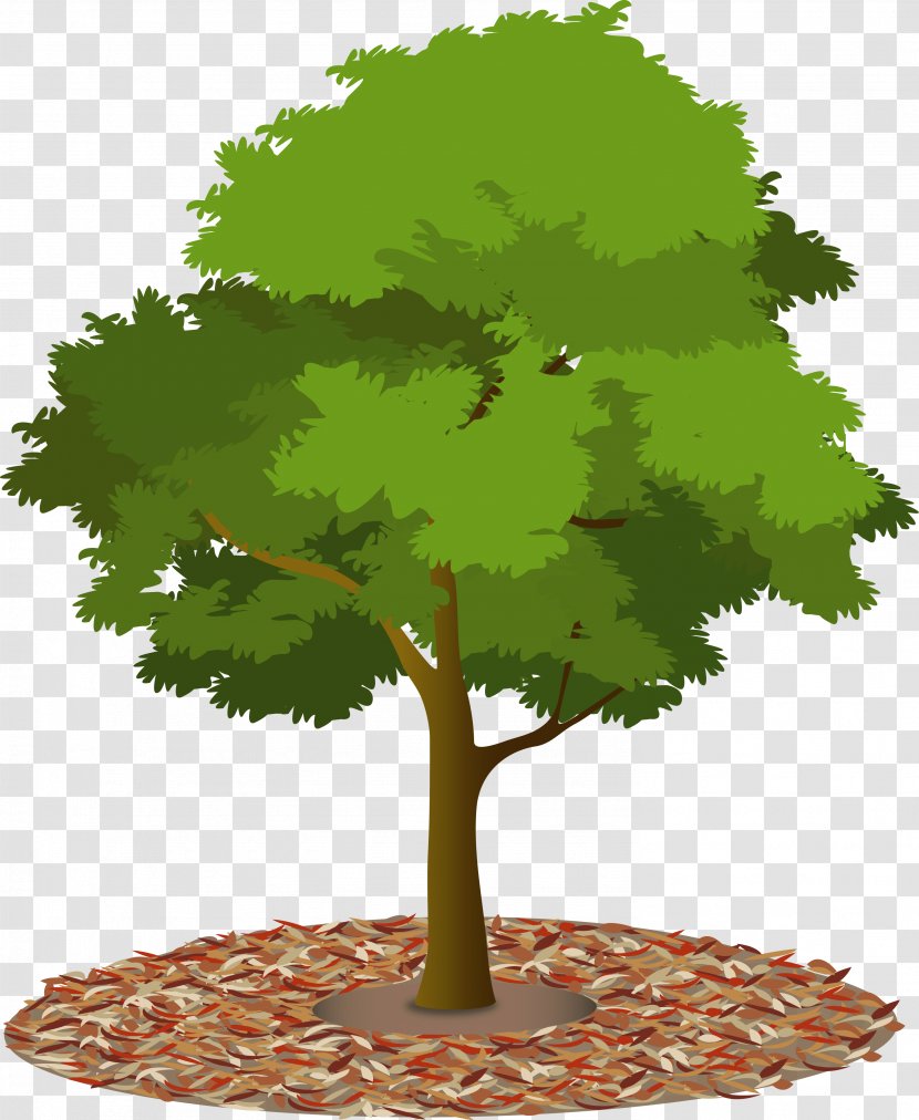 Tree Canopy Urban Forest Woody Plant - Grass Transparent PNG