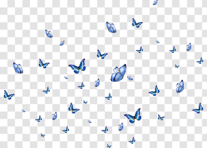 Butterfly Wink - Point - Papillon Transparent PNG