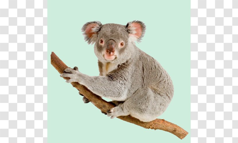 Koala Australia Bear Dog Rod Campbell's Aussie Animals - Animal Transparent PNG