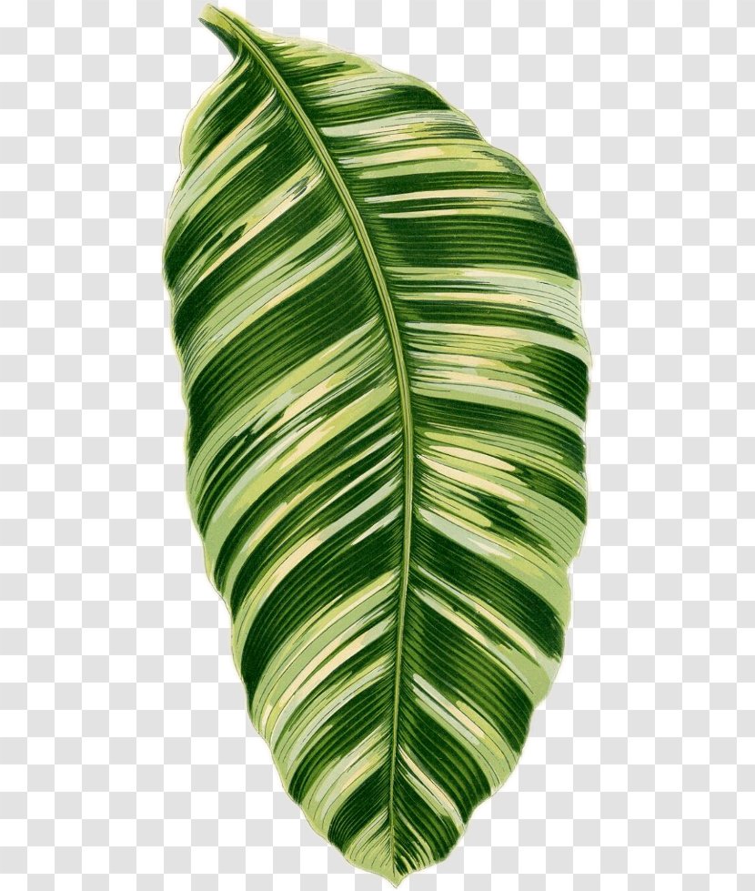Banana Leaf - Tropics - Plant Transparent PNG