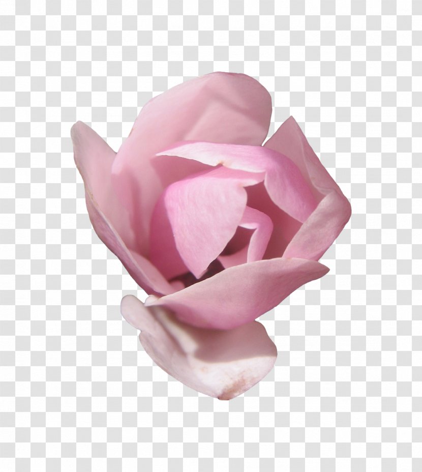 Smith & Thomas Funeral Home Garden Roses Centifolia - Flowering Plant Transparent PNG