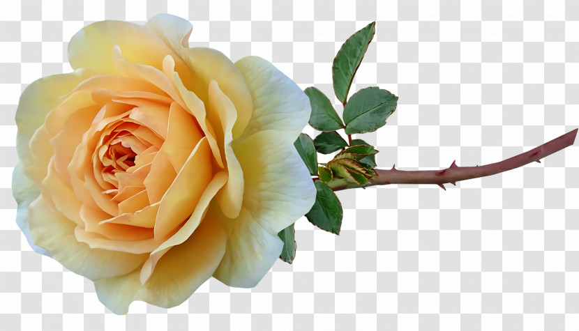 Garden Roses Transparent PNG