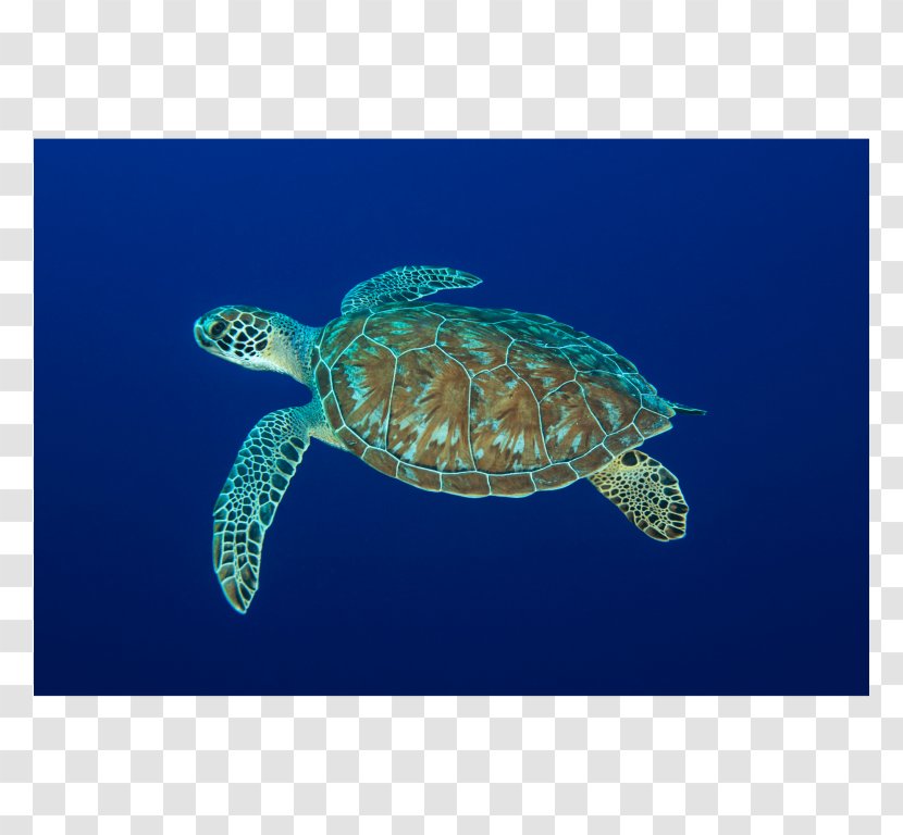 Loggerhead Sea Turtle Leatherback Pond Turtles Reptile - Organism Transparent PNG