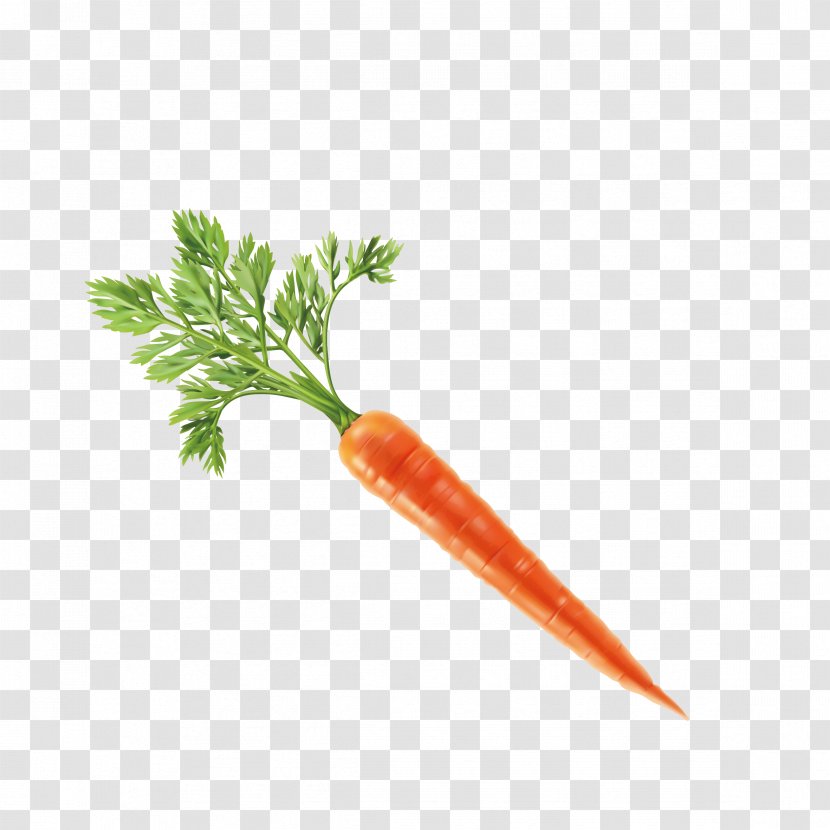 Vegetable Carrot Computer File - Fruit - Vector Transparent PNG