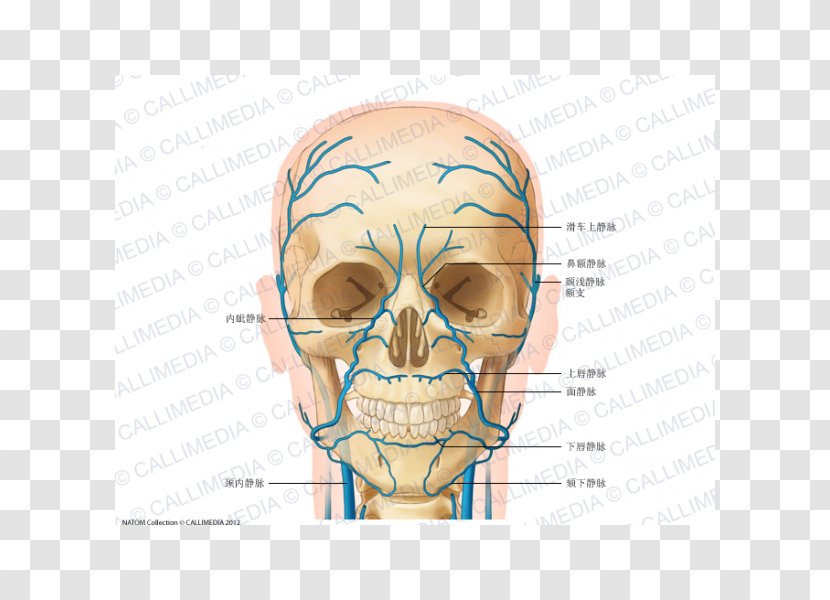 Head And Neck Anatomy Jugular Vein Supratrochlear Artery - Frame - Venas Y Arterias Transparent PNG