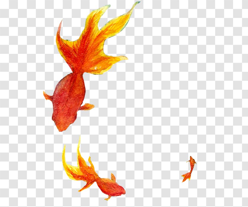 Goldfish - Bony Fish Transparent PNG